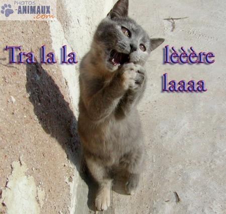 miaouuuu