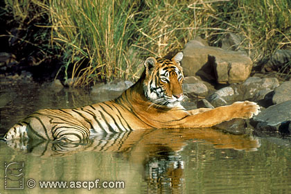 Tigre