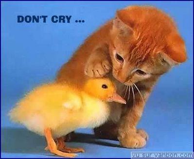 don't cry