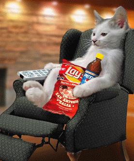 Les chats de l'an 2006