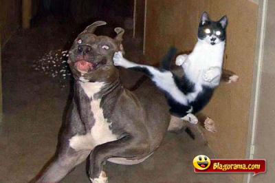 viens pas me faire chier