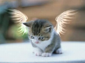 petit ange