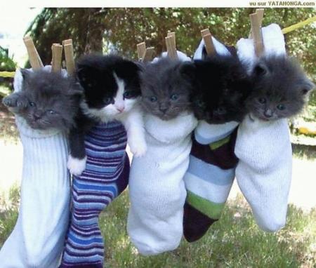 trop  chou