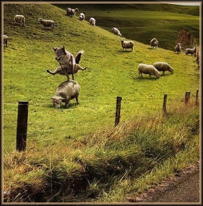 Saute moutons